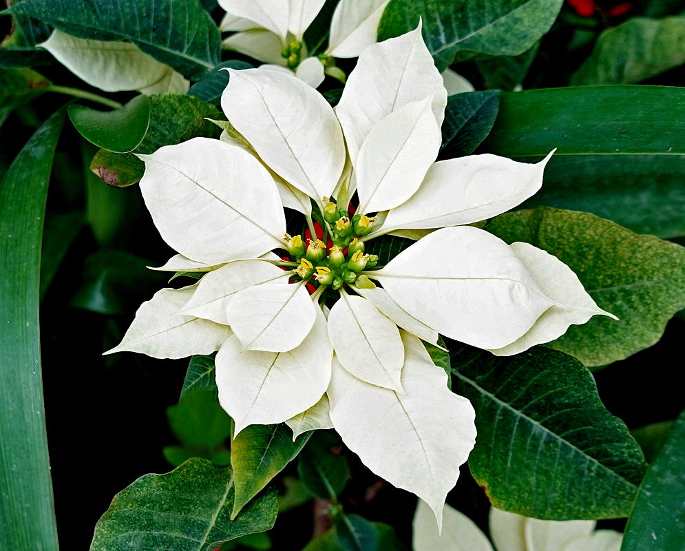 White Euphorbia pulcherrima bracts 